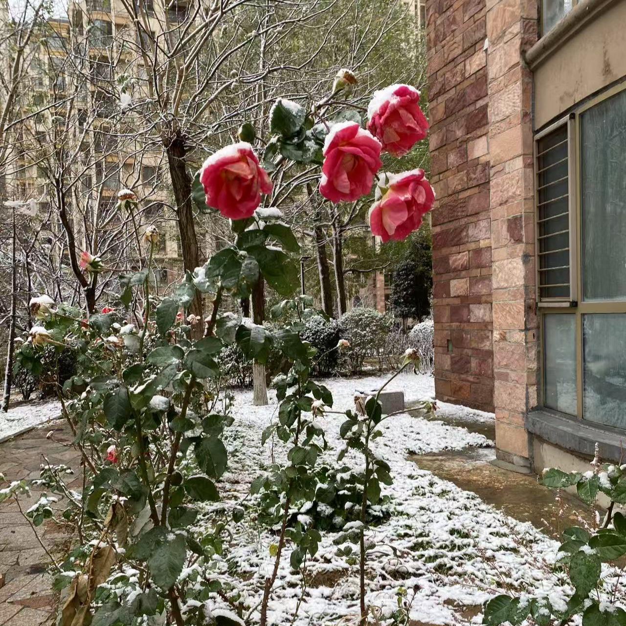 雪落下的时候