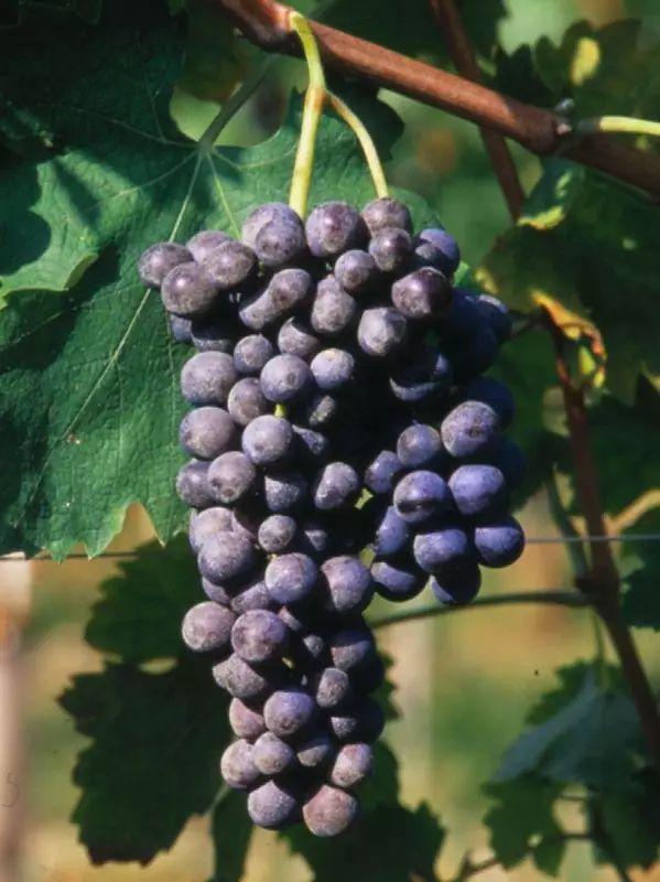 意大利葡萄品种漫谈——corvina veronese维罗纳的科维纳 (或 "