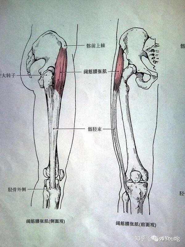 髂嵴怎么读图片