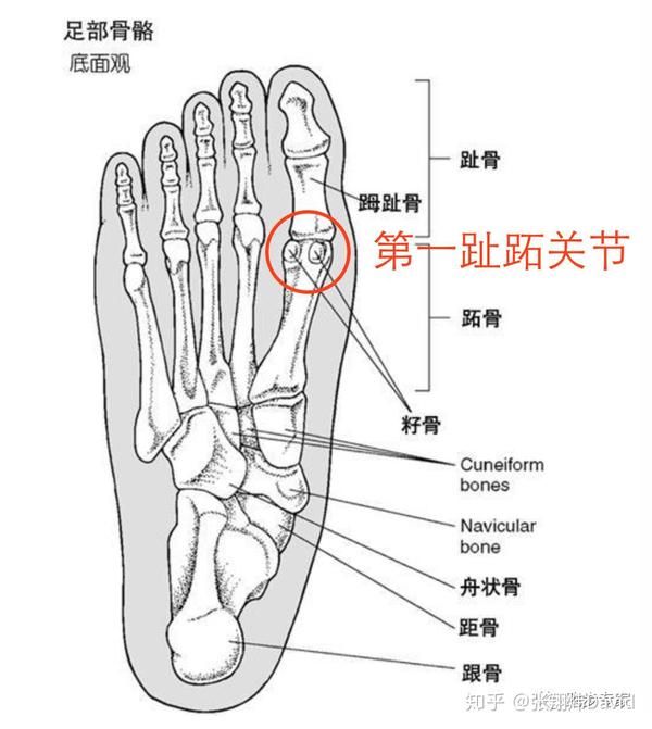 脚疼的各个部位详细图图片