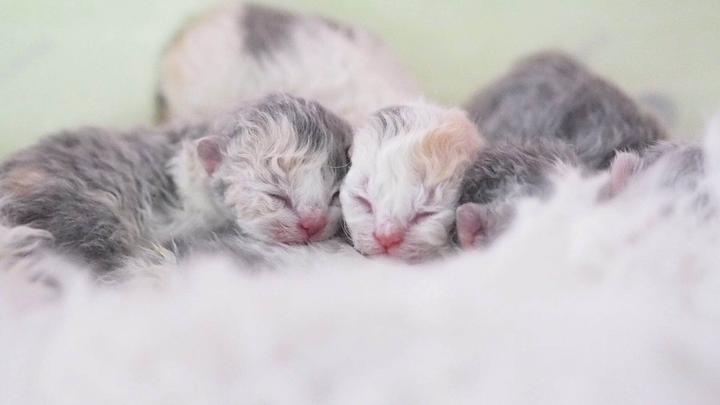 详解猫毛色的基因 知乎 详解猫毛色的基因 知乎