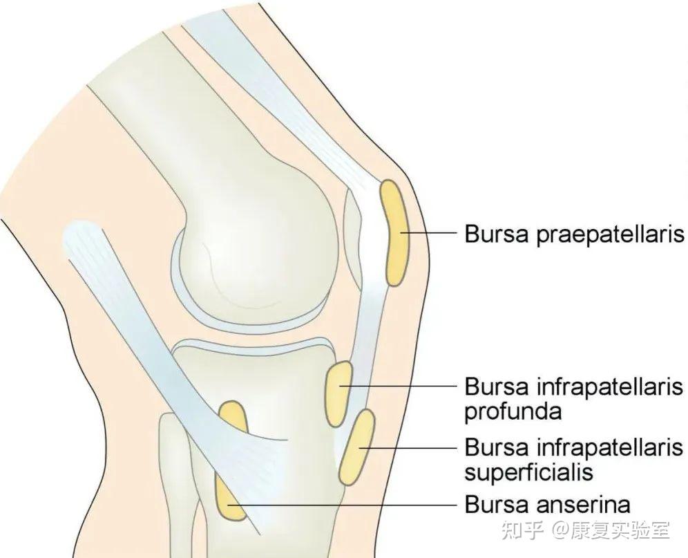 【膝关节问题收藏版】膝关节6个不同位置的疼痛,一篇文章讲清楚!