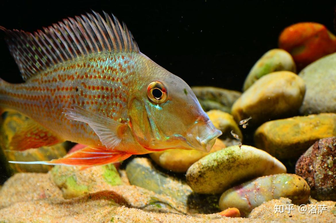 南美缸适合养哪些鱼