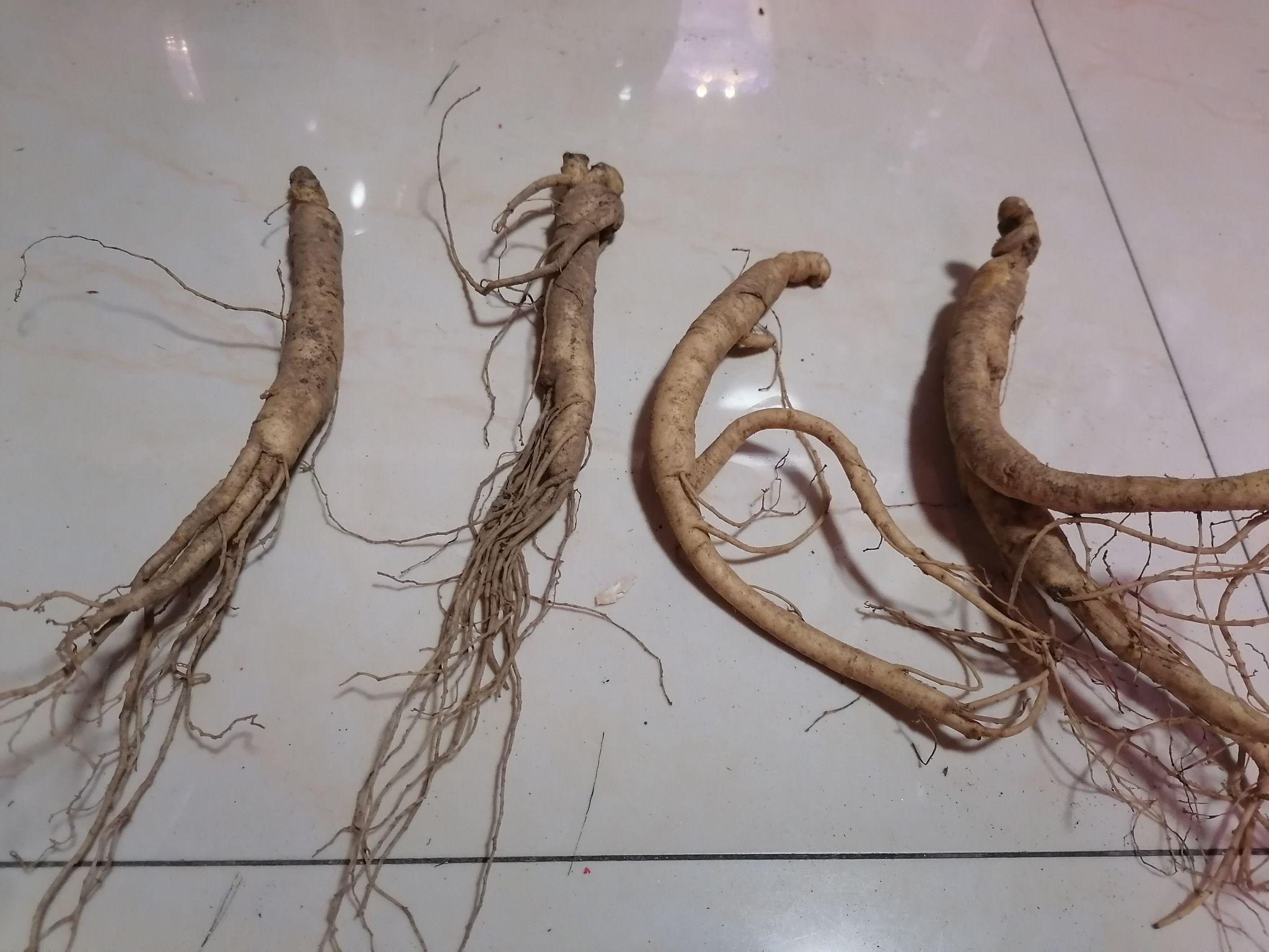 新手小白种人参&西洋参 - 知乎