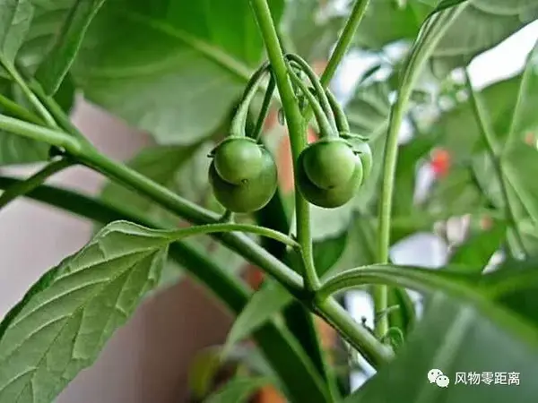 白花菜 白花菜野菜图片及功效 白花菜的功效与禁忌