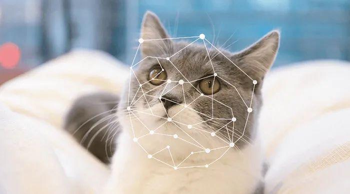 逗宠黑科技宠物脸部关键点肢体关键点检测识别全新上线