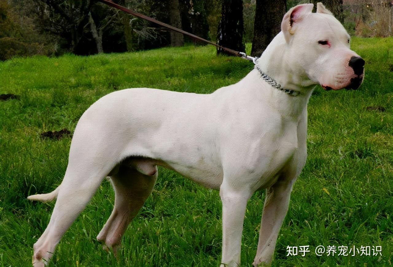 【十大恶犬】中国十大恶犬排名