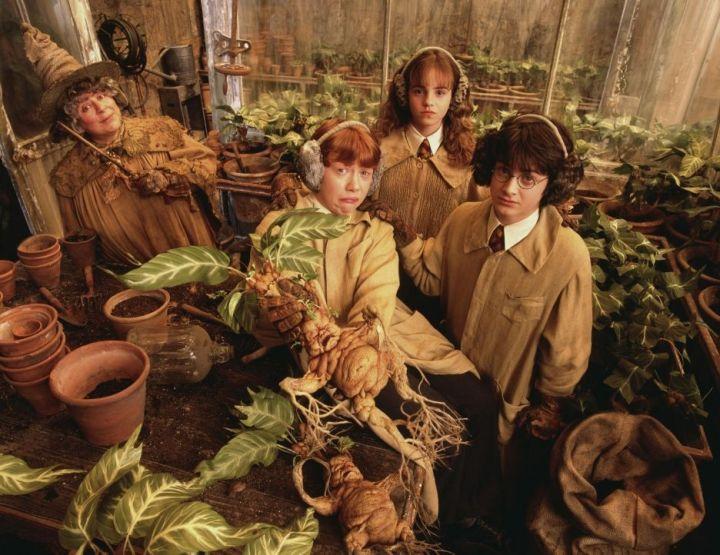Hp原著解析 哈利 波特 名词中隐藏的各种神话溯源 魔法植物和草药 知乎 Hp原著解析 哈利 波特 名词中隐藏的各种神话溯源 魔法植物和草药 知乎