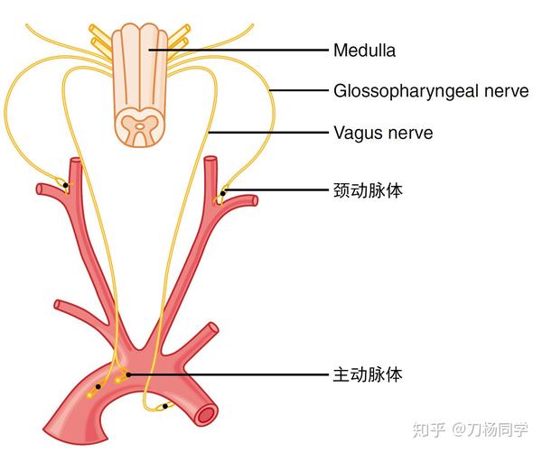 外周化學感受器:位於頸動脈體和主動脈體