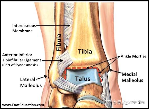 杂谈解剖 人的小腿为什么有两块骨头 知乎