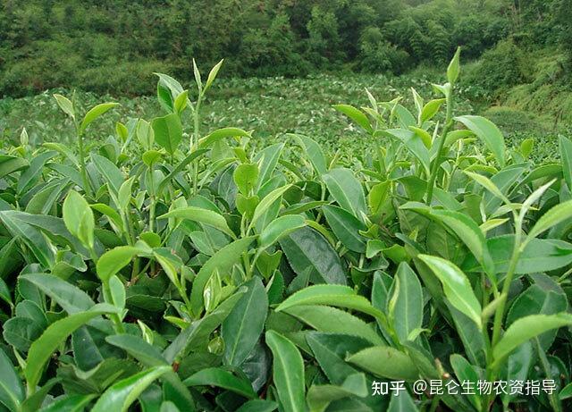 茶樹黃葉死苗爛根怎麼用藥茶樹葉子發黃要用什麼肥料茶樹重茬根腐病