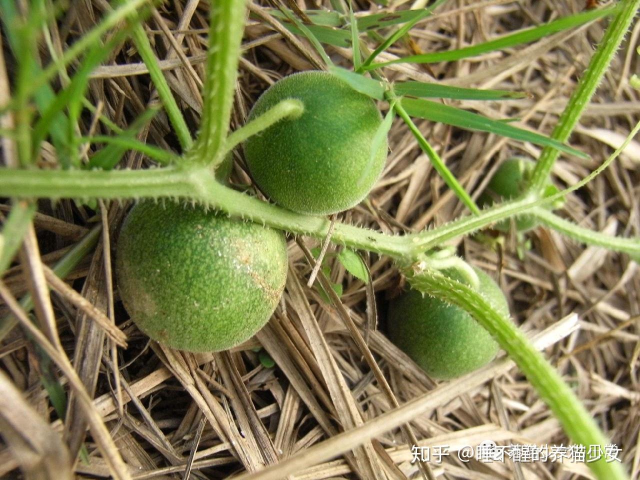 除了这些,还会吃野地里长得一种小果子,我们那里叫麻包蛋.