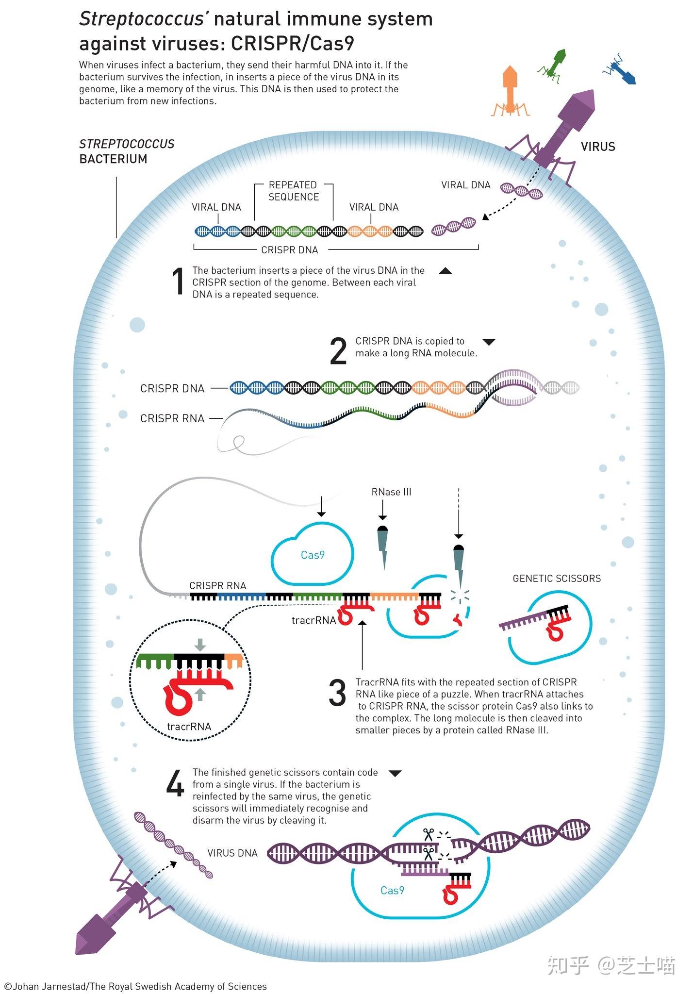 2020年诺贝尔化学奖授予crispr基因编辑这项技术将如何影响我们的未来
