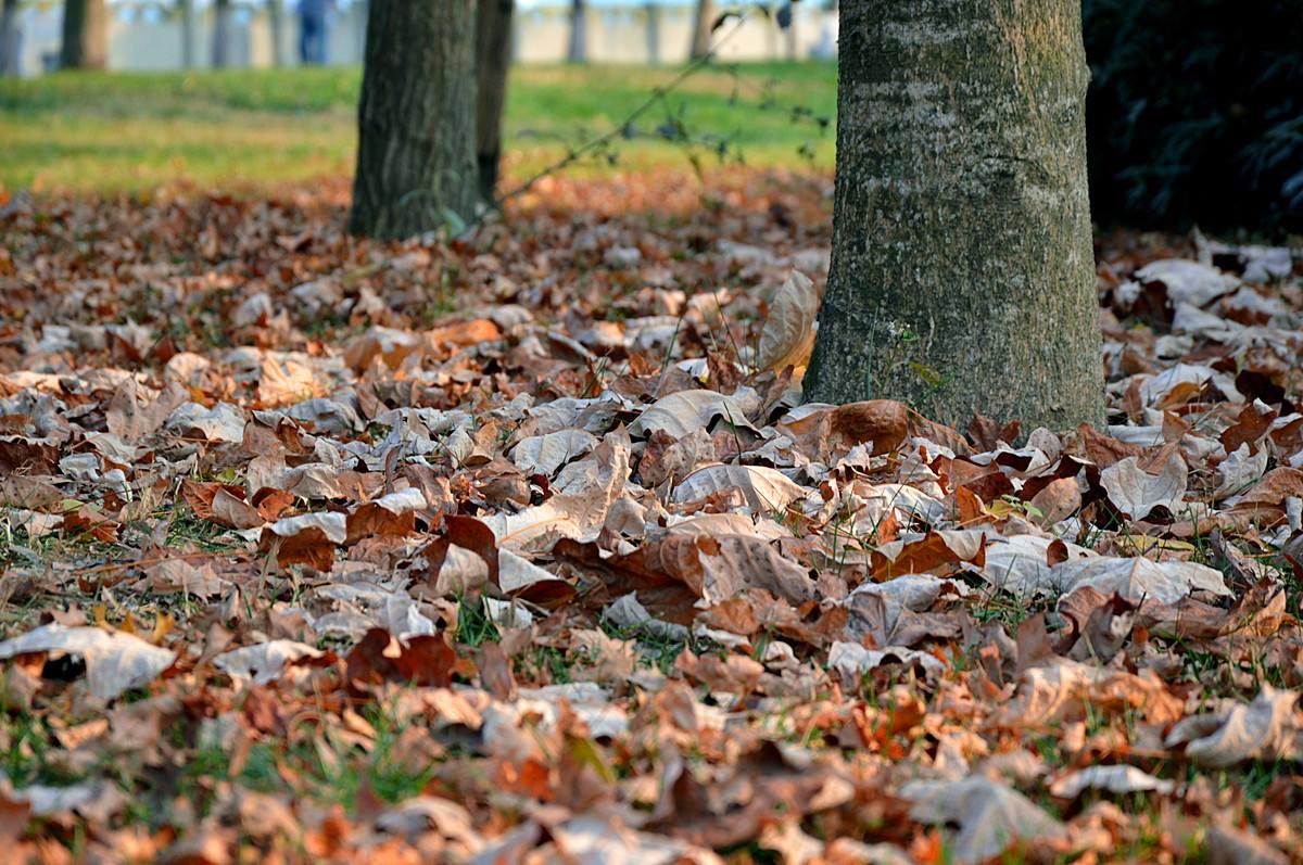 读q3季报雪榕生物