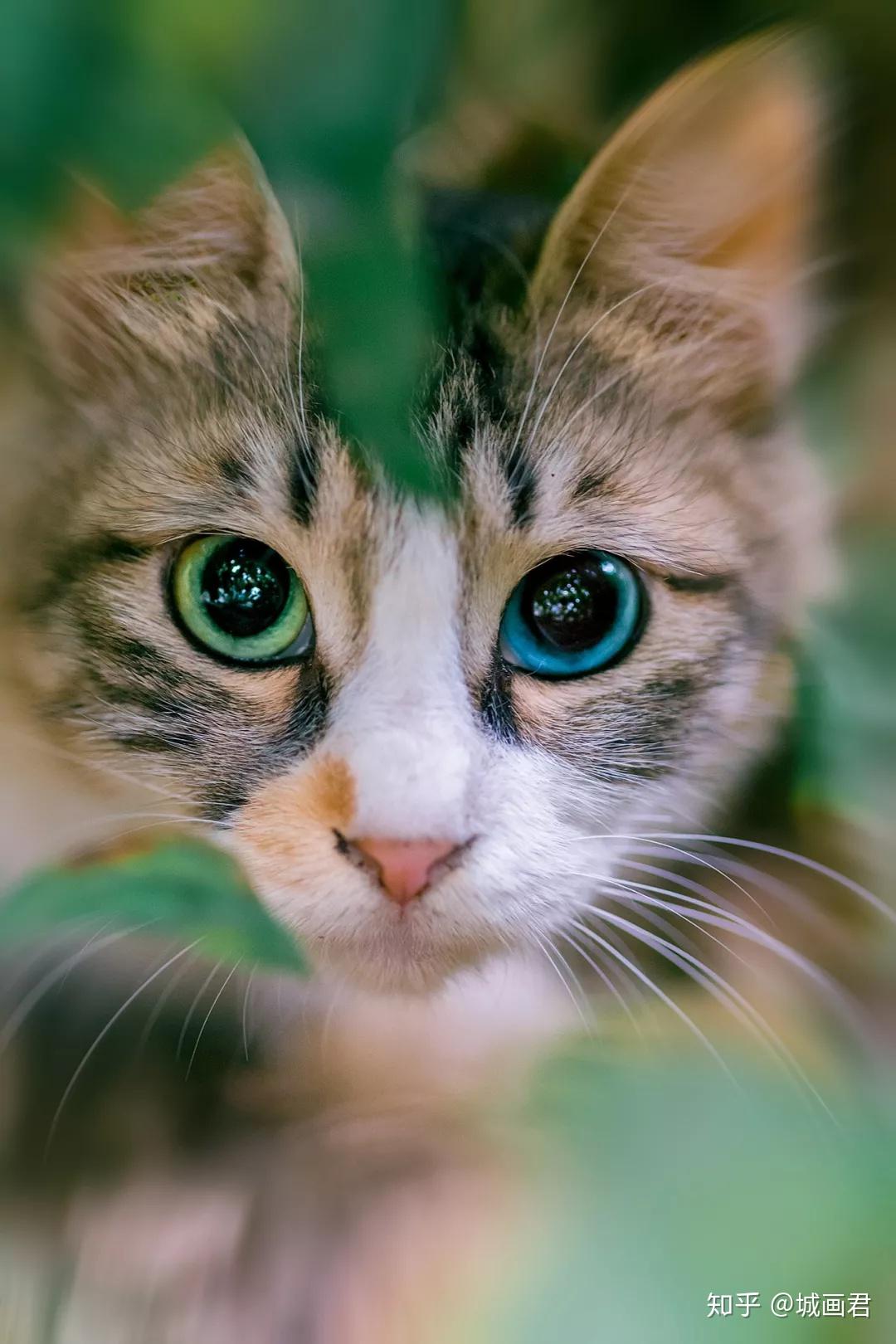 动物素材设计一只刚出生的可爱小猫眼神迷离精致小巧惹人怜惜