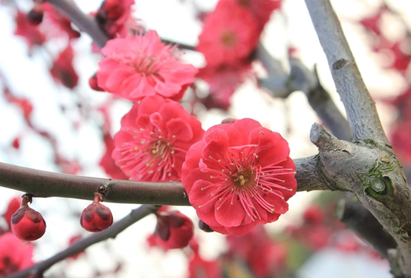 赏梅不识梅 盘点11大梅花品种群 知乎