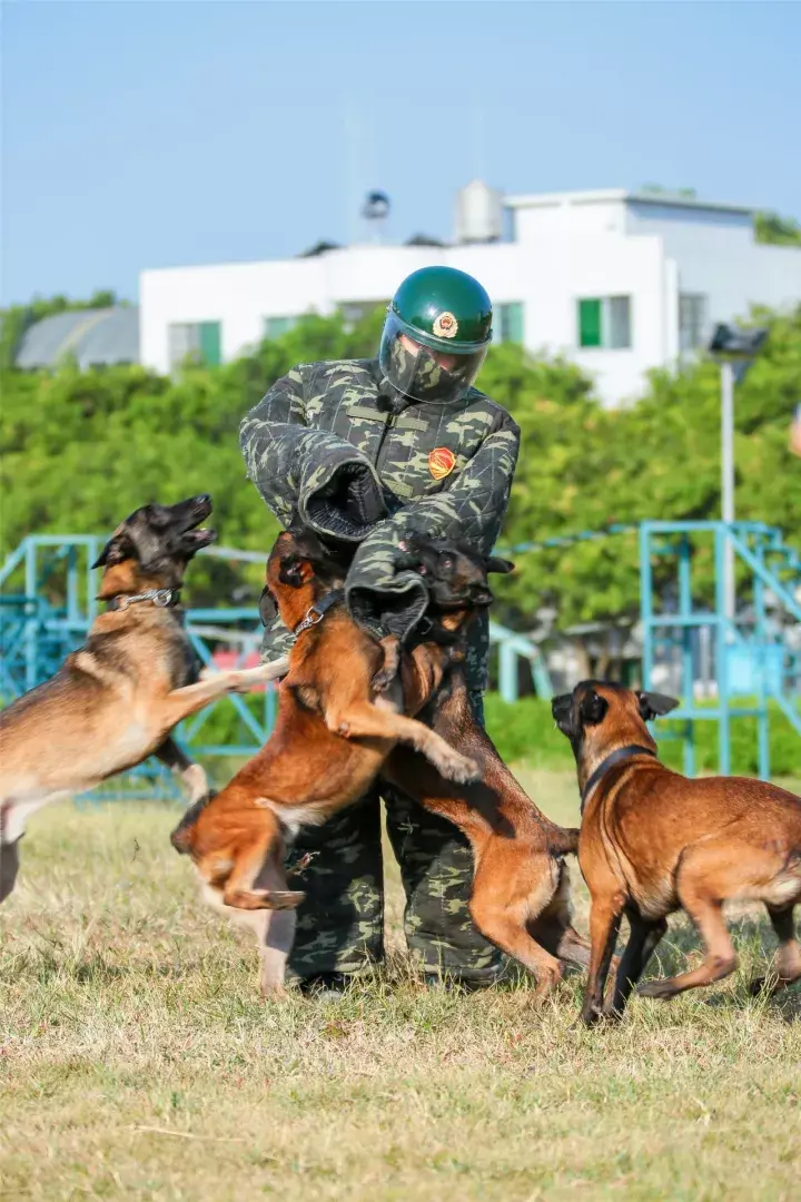 慢综艺浪潮下的变与守湖南卫视奇兵神犬吹响黑马型综艺占领前奏