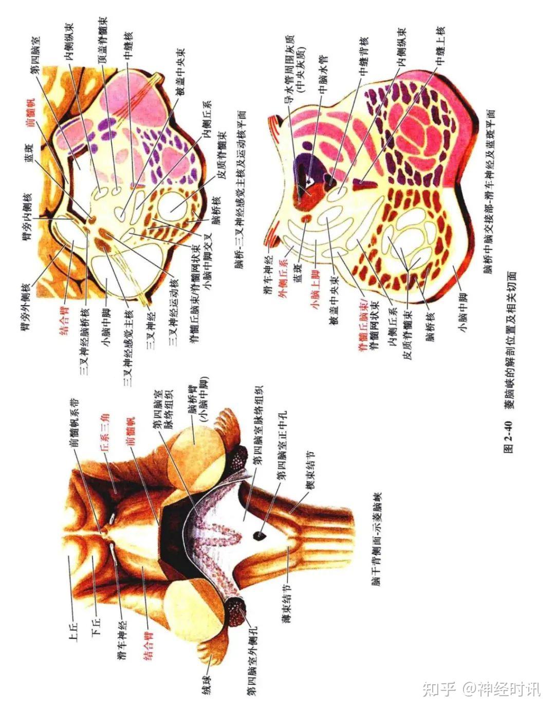 脑干生理解剖病损定位人手一册