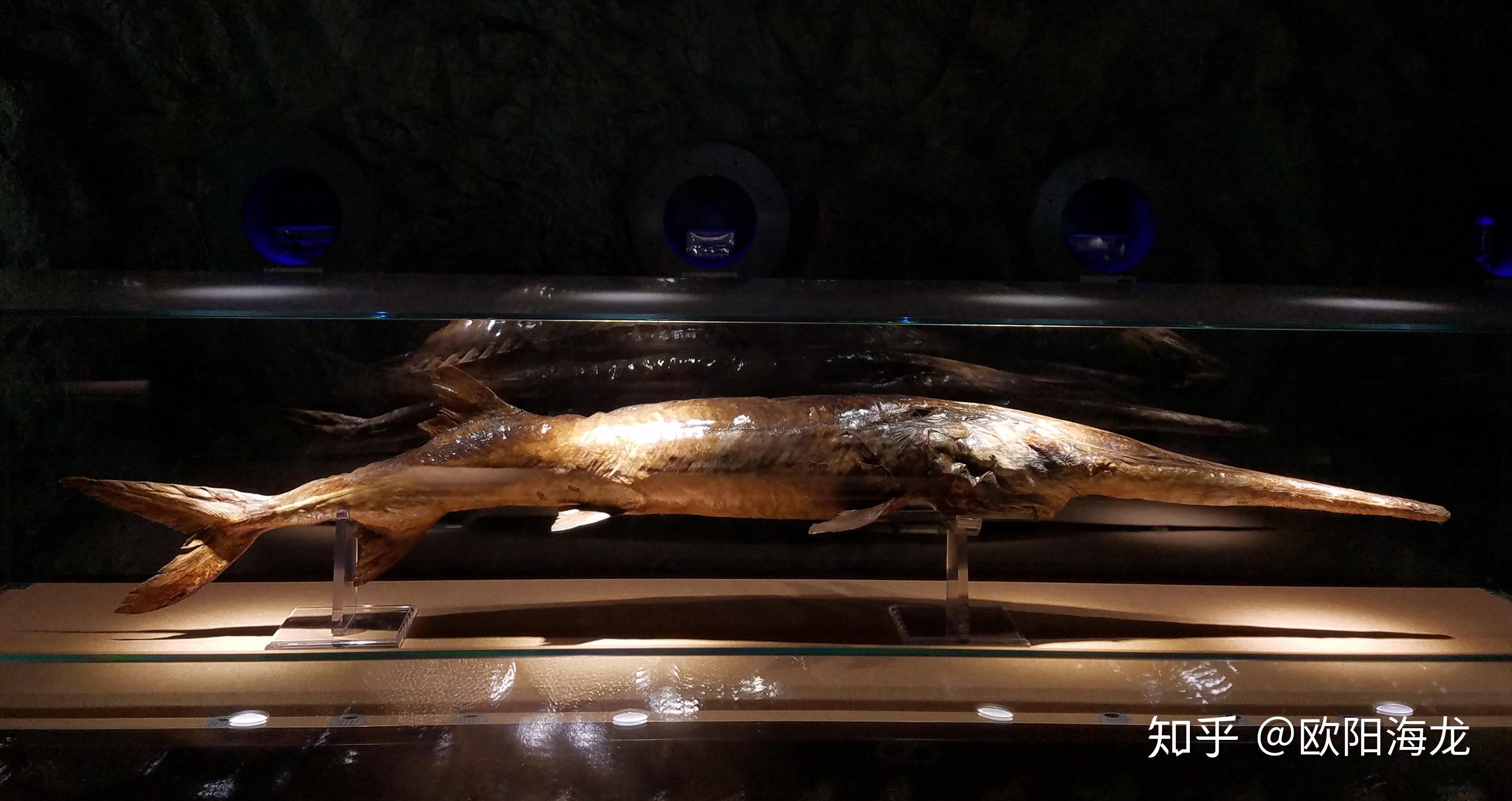 走进水生生物博物馆 - 知乎