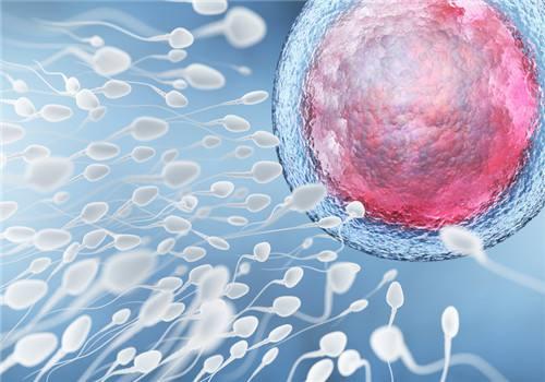 男性精子质量,你了解多少?插图 男性精子质量,你了解多少?