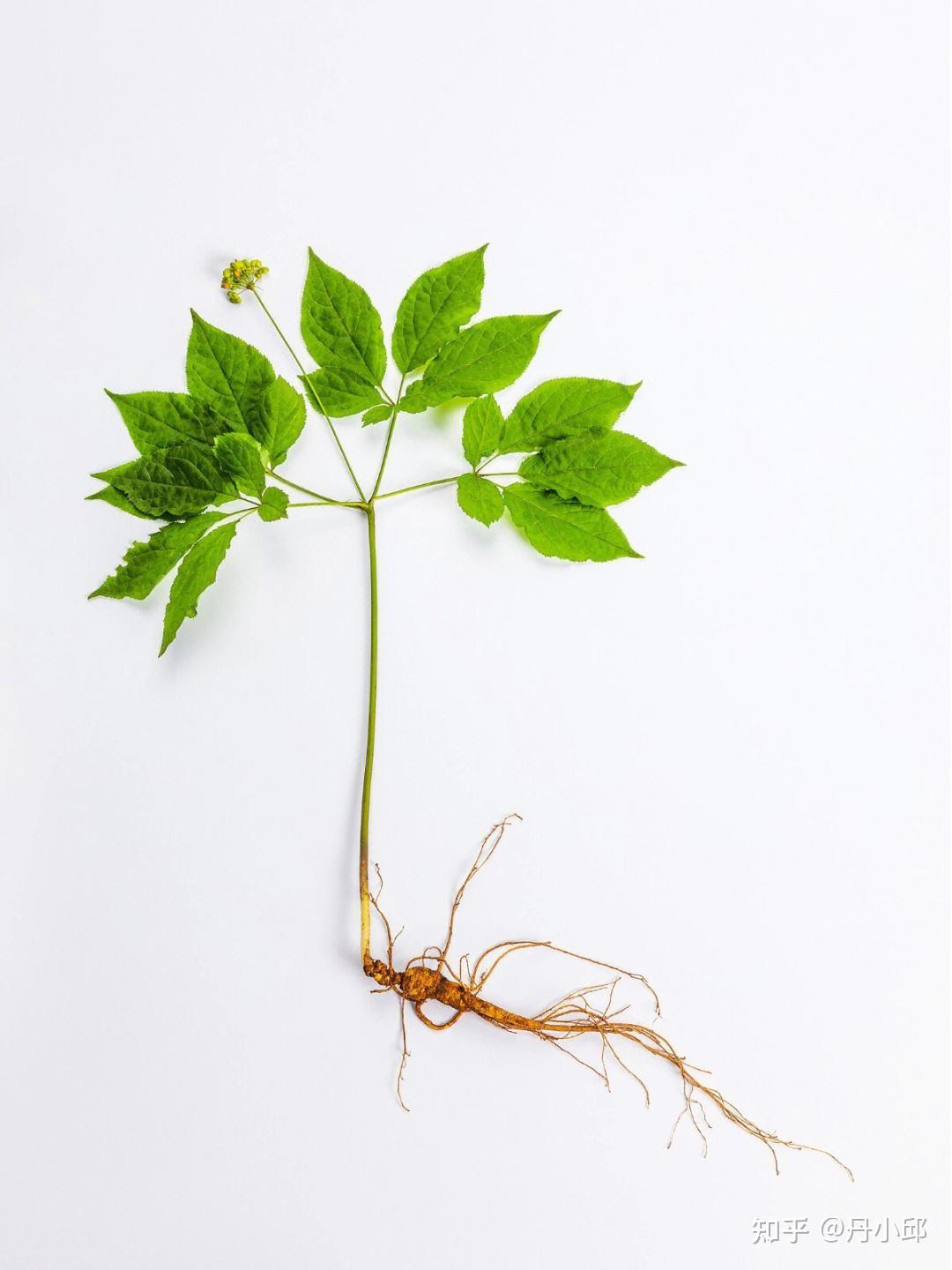 健康中草药之百草上品植物:人参