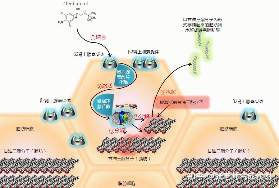 解答盐酸克伦特罗clenbuterol