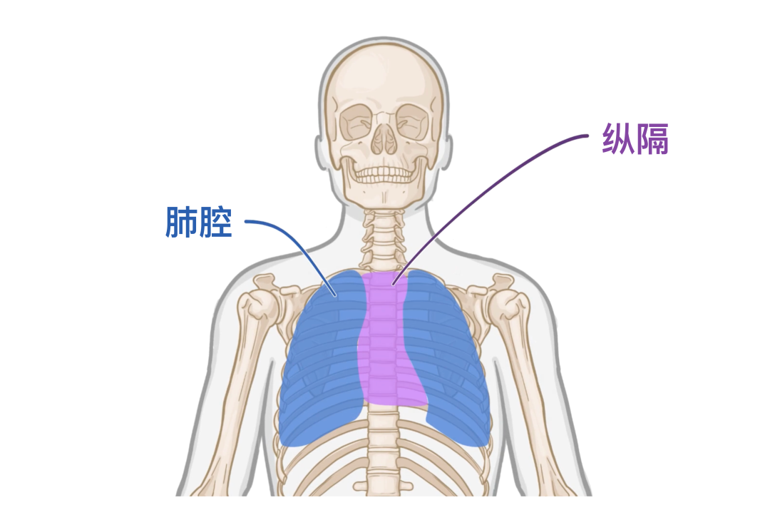 人体解剖学基础:上纵膈 - 知乎