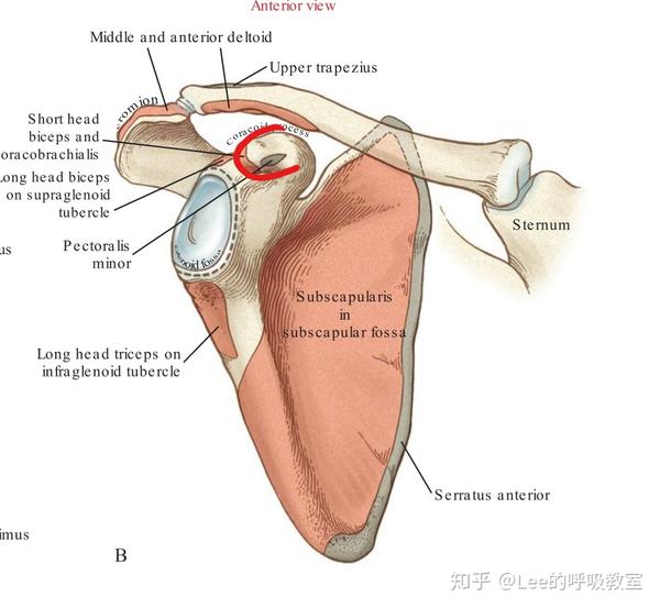 肩关节的正确排列 从背面看,双肩肩峰连线在第一胸椎正下方