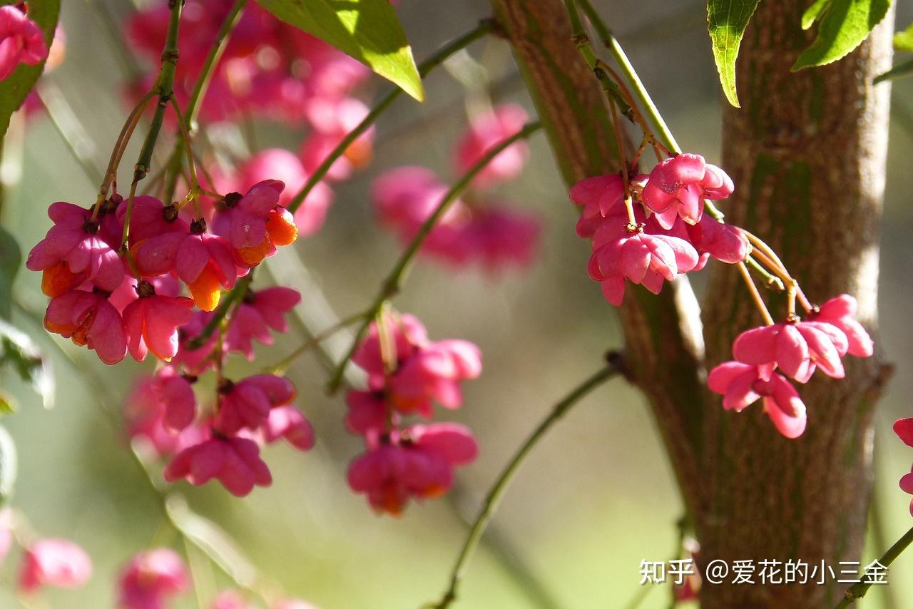 卫矛果:挥着翅膀的红果实