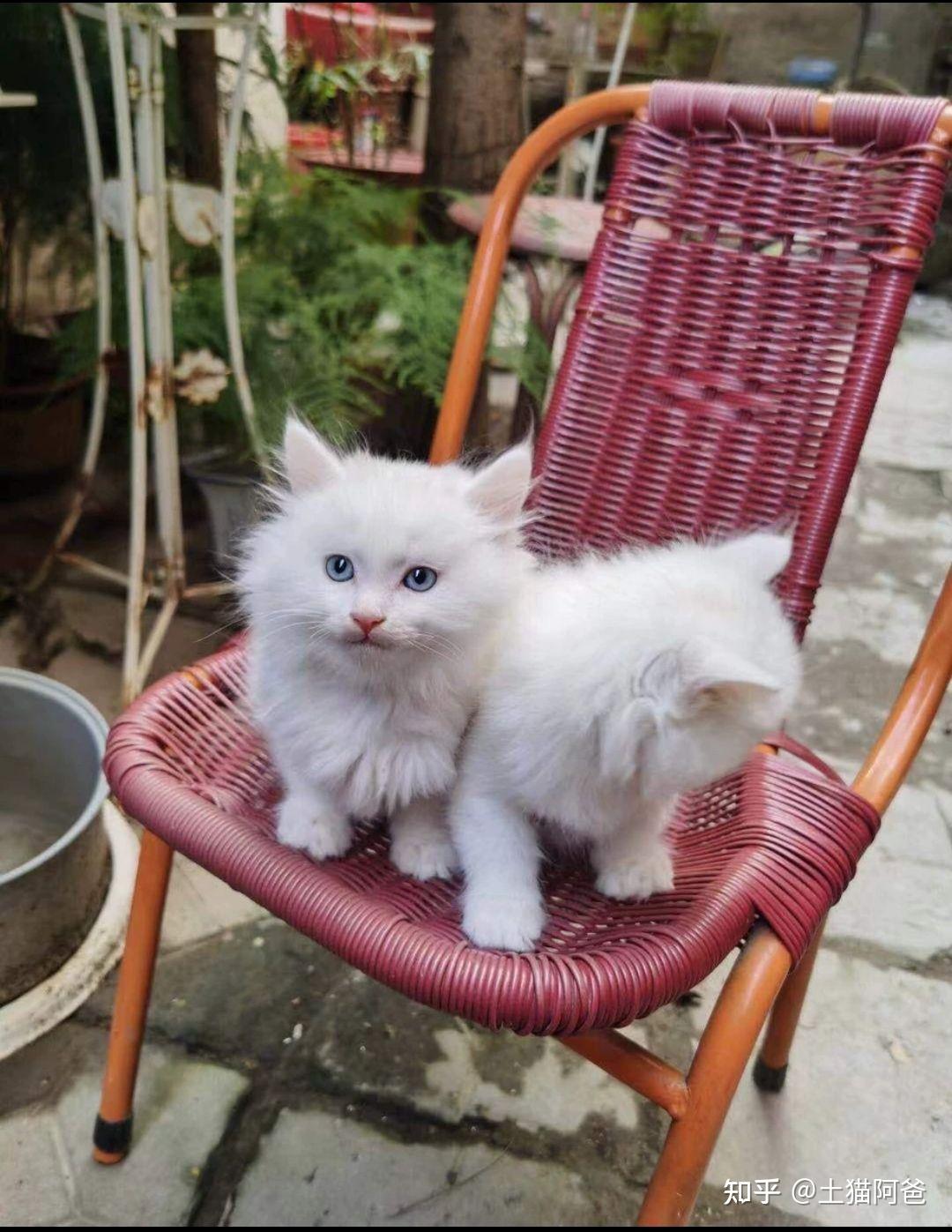 山东狮子猫,纯白长毛,蓝眼,异瞳,一窝5只刚出生的小猫咪崽崽都是公的