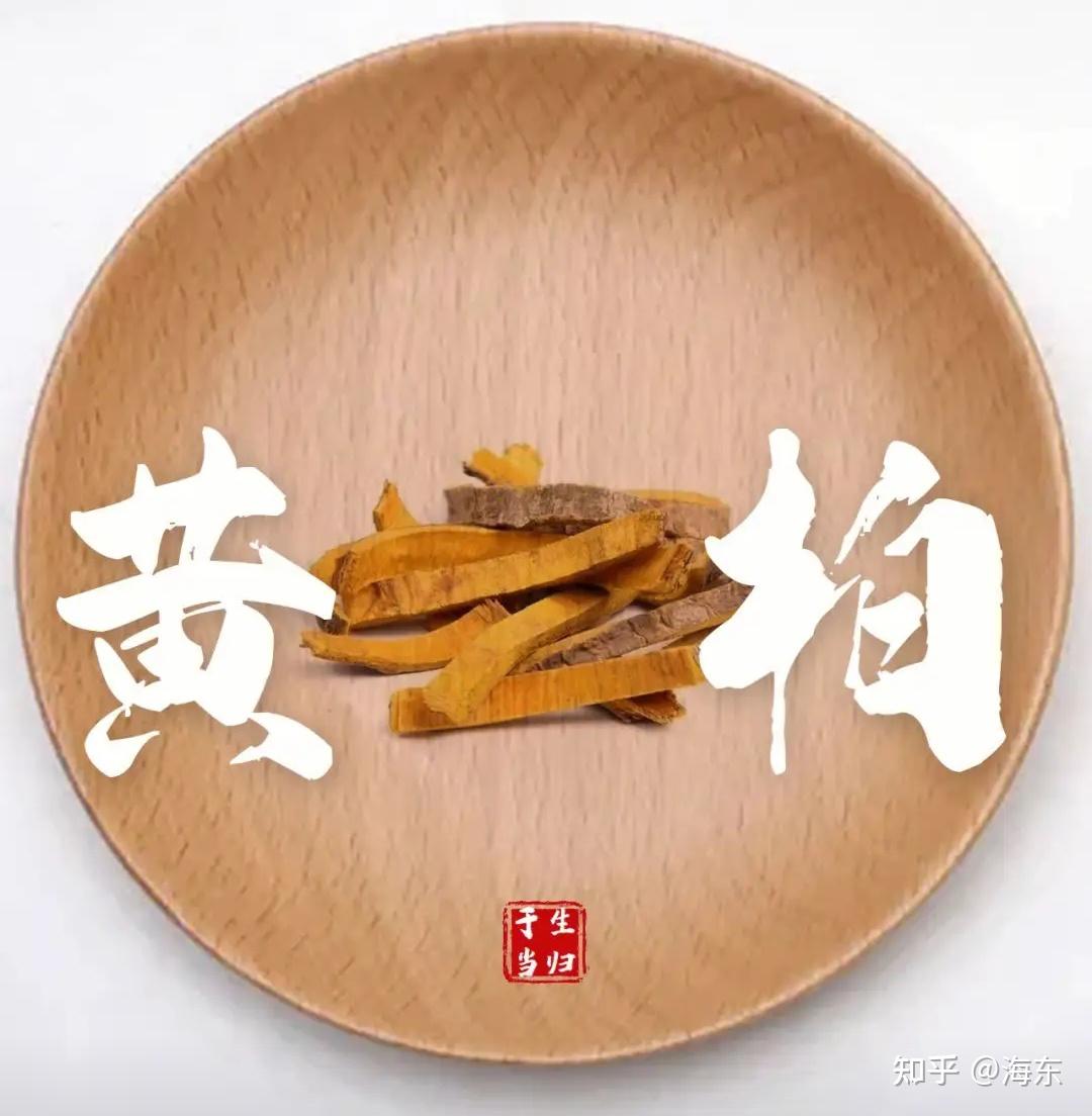 每日一药——黄柏 - 知乎