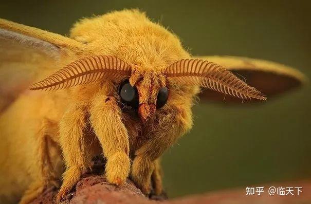 稀奇古怪的动物