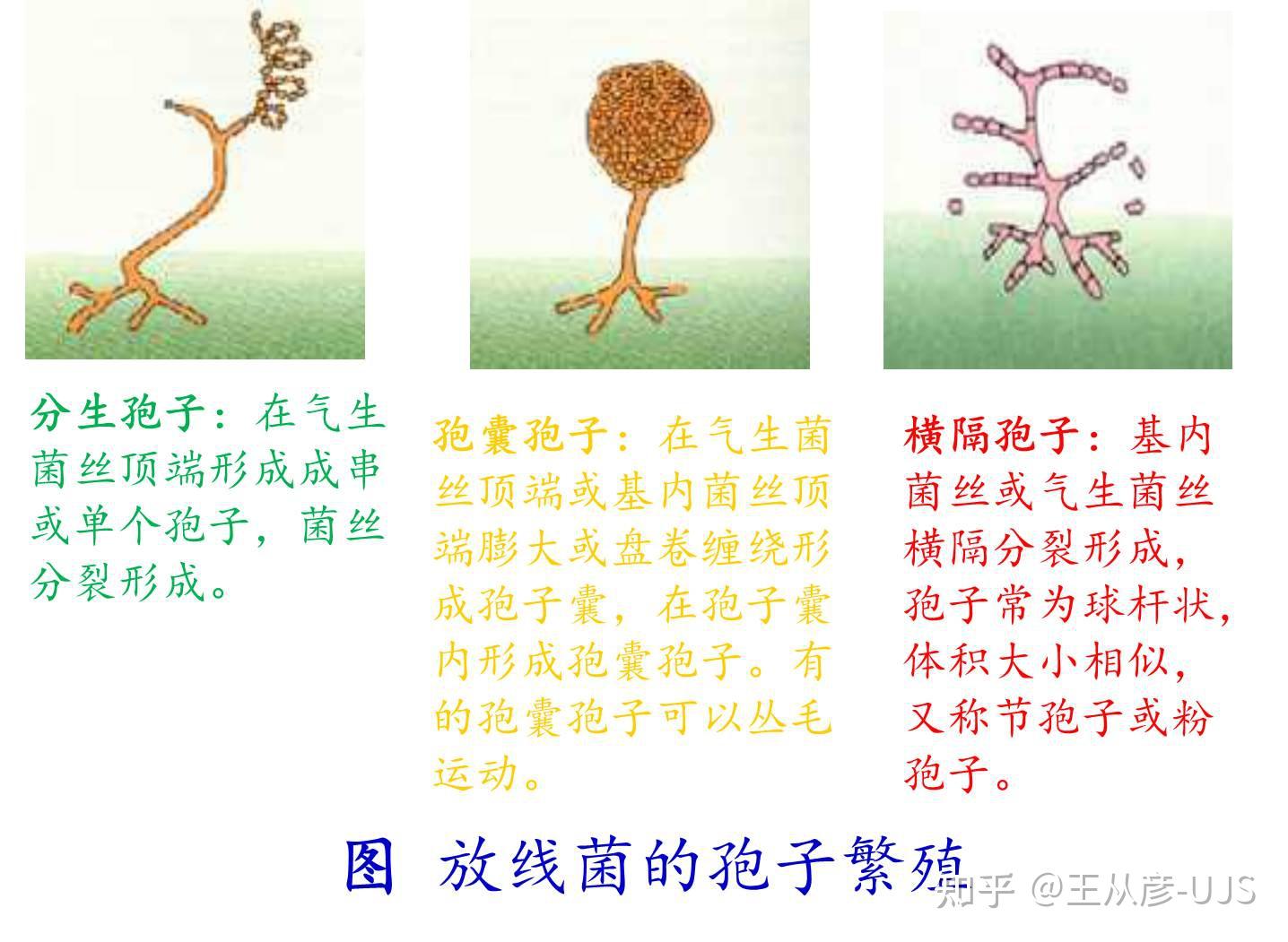 环境微生物之放线菌 - 知乎