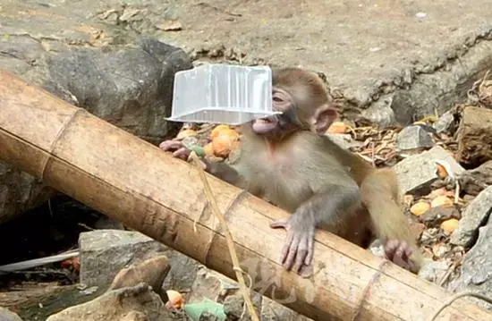 投喂动物的人到底是哪里想不开