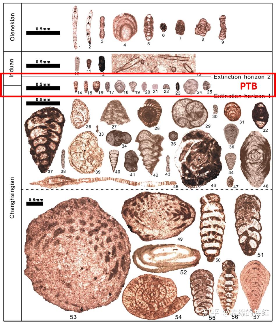 二叠纪生物大灭绝图片