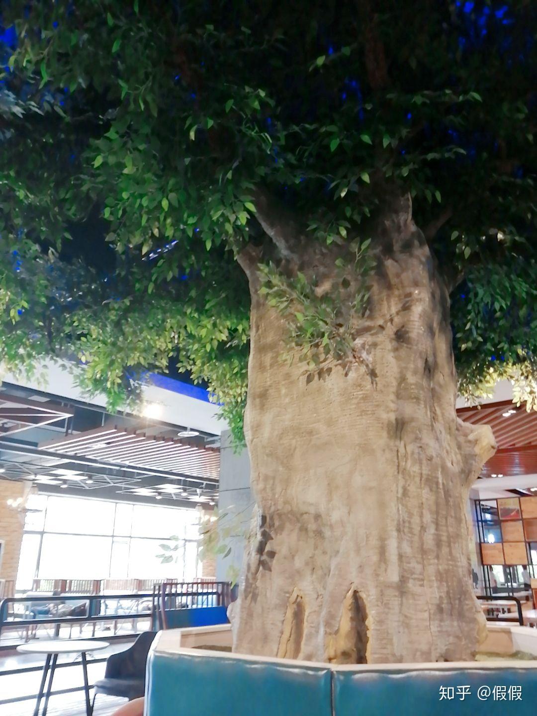 黄淮学院大榕树餐厅
