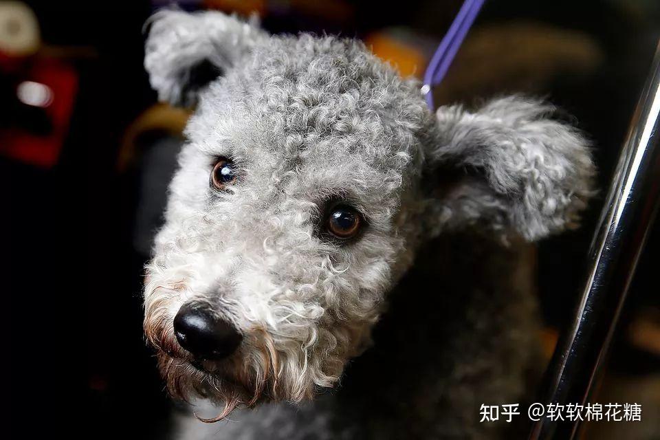 6种"冷门"又"好看"的狗,很少人见过