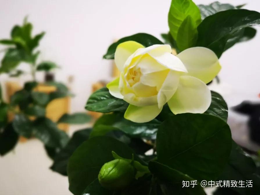栀子花开,夏花之中最为香甚 - 知乎
