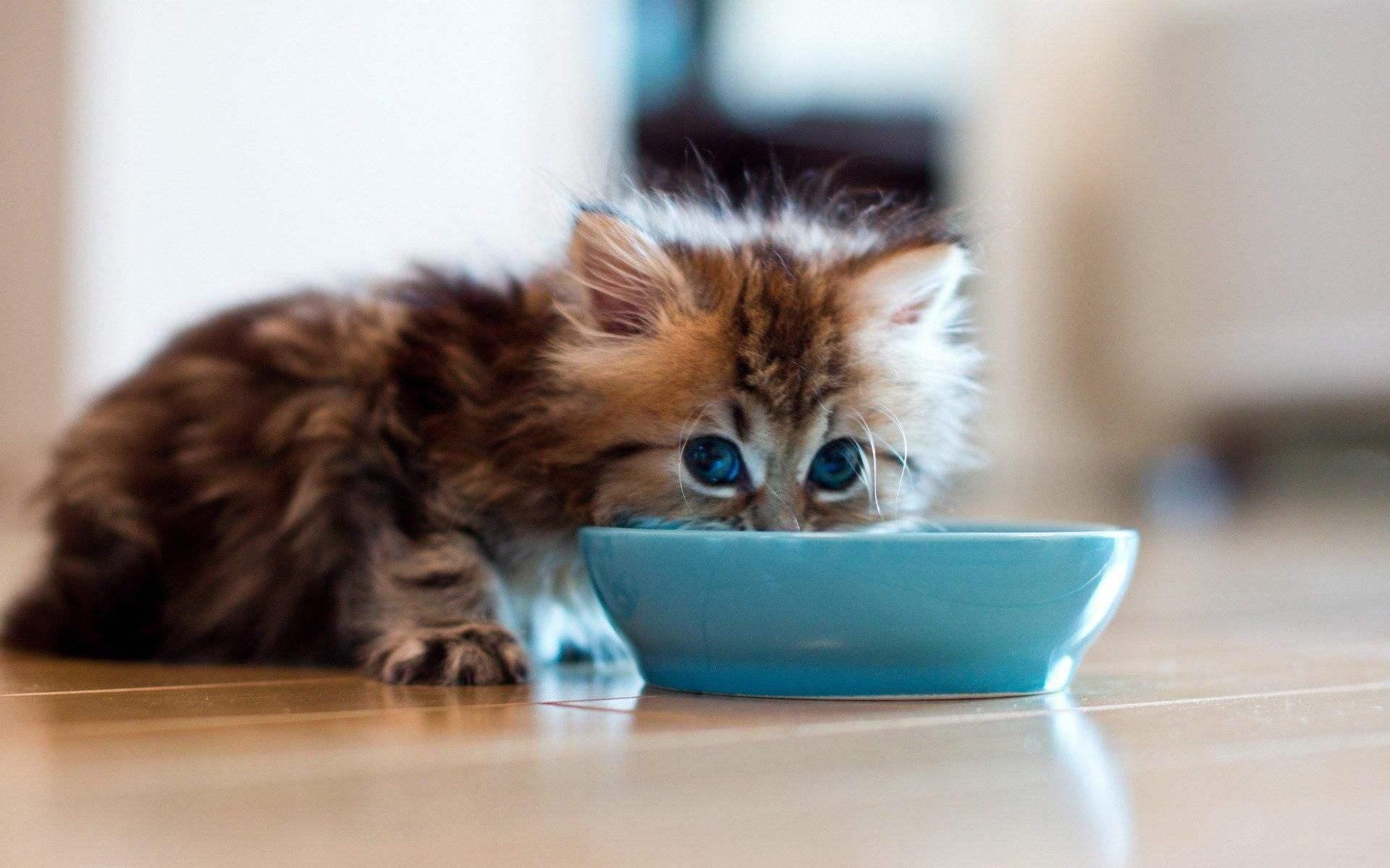 Can Kittens Eat Puppy Wet Food Can Kittens Eat Puppy Wet Food
