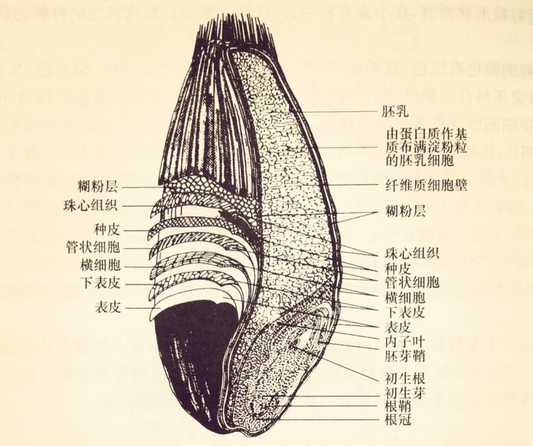 茄子解剖图图片