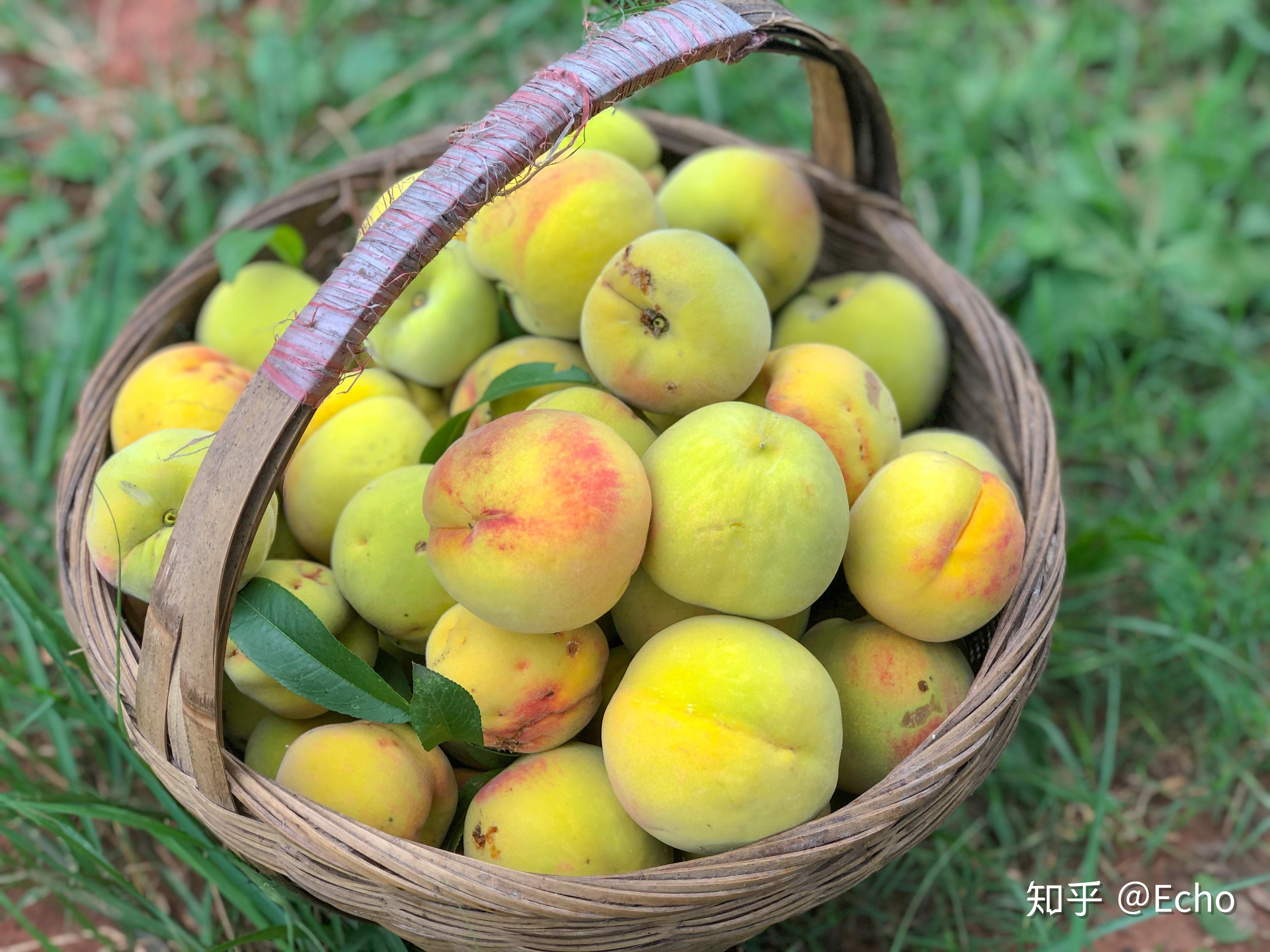 夏天,水果陆续成熟,开启赠送模式.