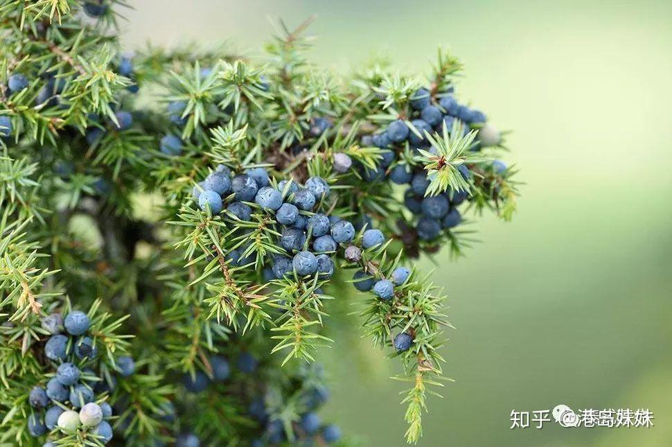 精油分享杜松juniper