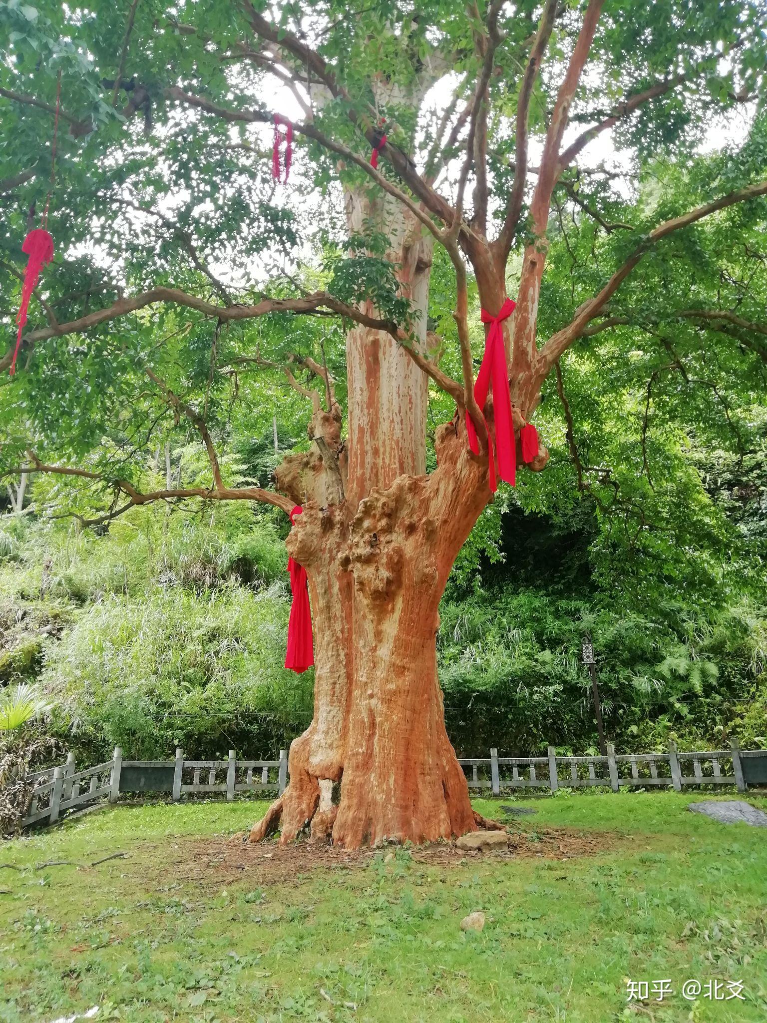 从印江新客车站到紫薇镇有一个终点站是梵净山的车,但它一般不会到