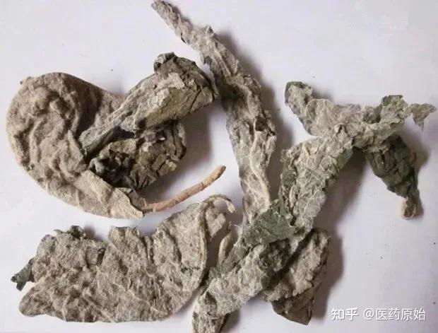 带你识别广东紫珠