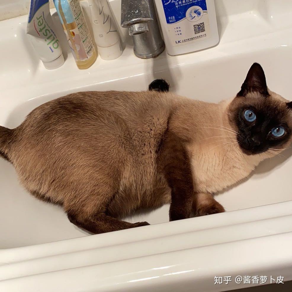 捡到一个2周大的小奶猫,怎么养?