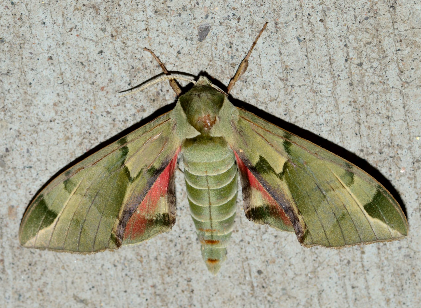 【自然谷之星】蛾界巨無霸 全台最大的蛾——皇蛾 | 環境資訊中心