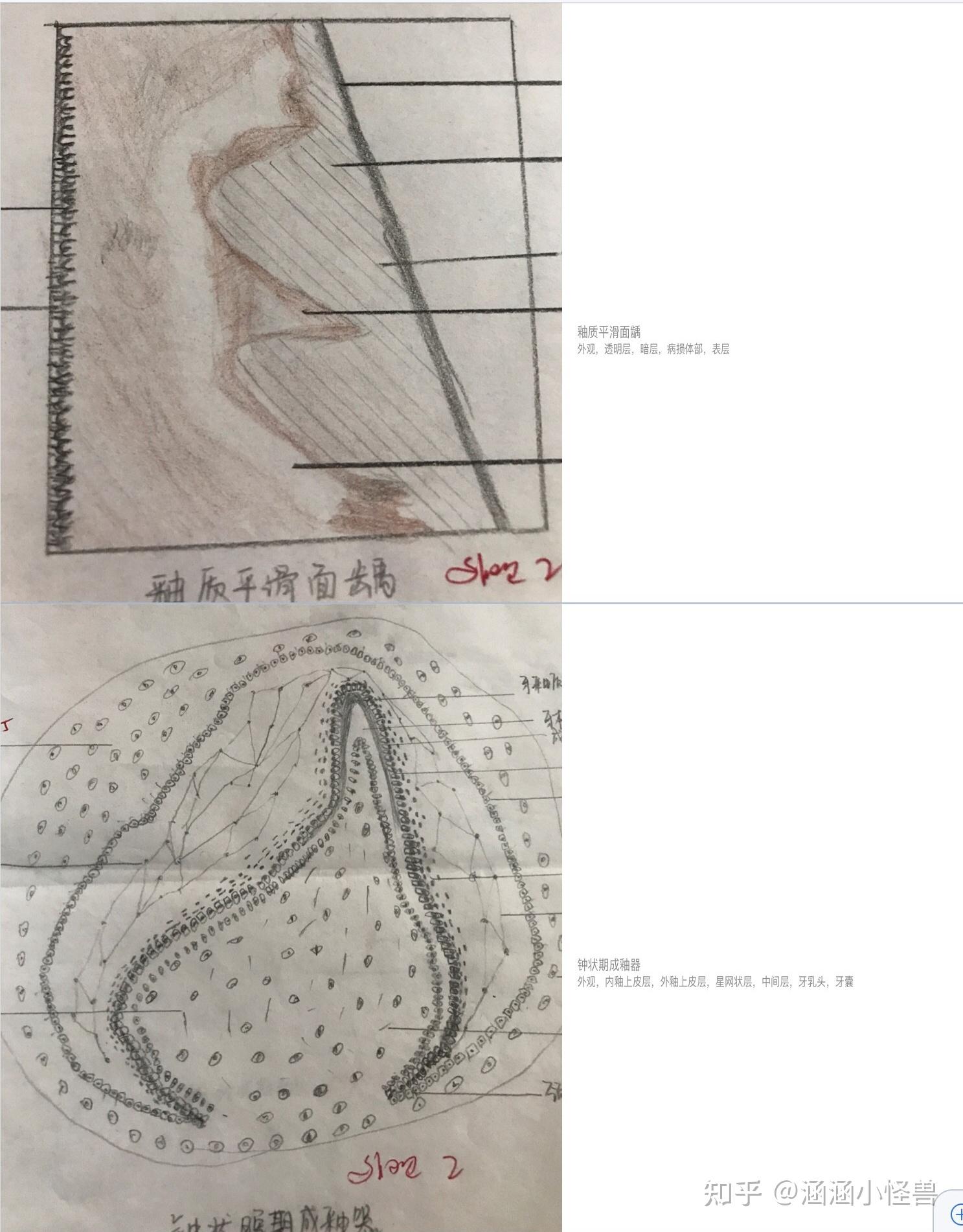 是你的口组实验课吗