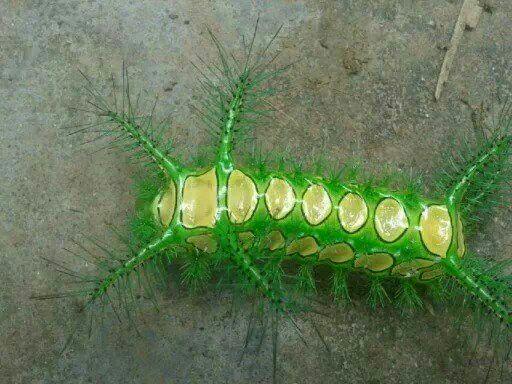 这是性格"温润"的虫子 ;因为首尾各有四个角,合计八角而命名为八角丁