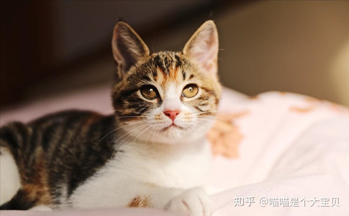 很多人开始养三花猫,别只看缺陷,它的优点就令人心动 - 知乎