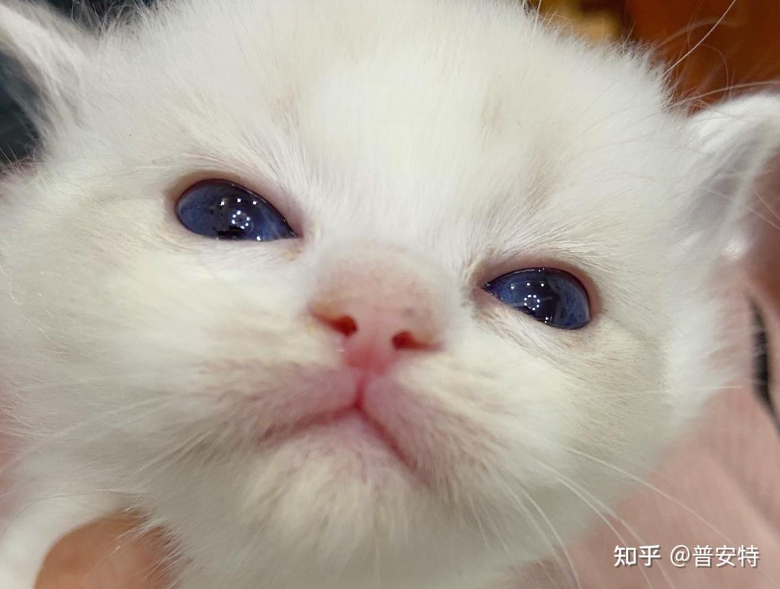猫咪眼睛红肿🉐️结膜炎怎么办？ - 知乎